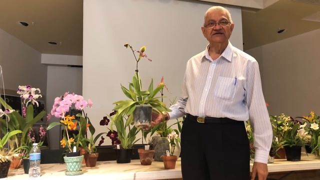 Клуб орхоманов . Какие орхидеи в цвету -фаленопсис, башмачки, милтониопсис, дендробиум , ликаста.