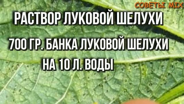 Вот что делать, если листья на огурцах уже начали желтеть смотреть онлайн
