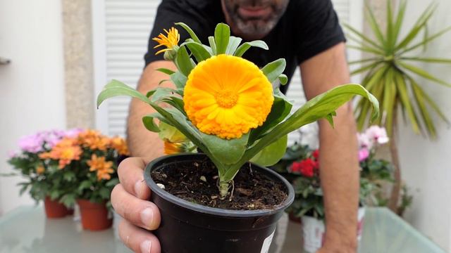 Las mejores FLORES PARA OTOÑO - INVIERNO: cuáles elegir y cómo cuidarlas || en20metros смотреть онлайн