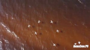 Махокрыл утки и селезня кряквы