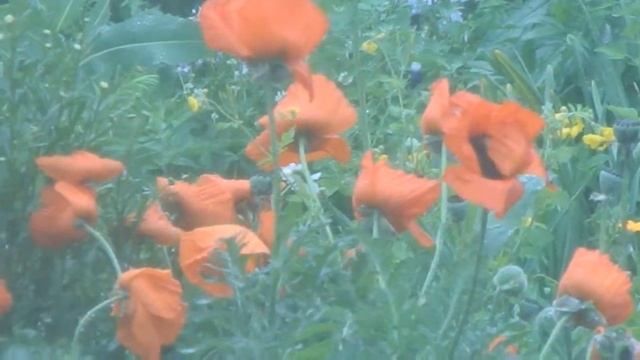#Дача.#Цветы.Маки под ливневым дождем. смотреть онлайн
