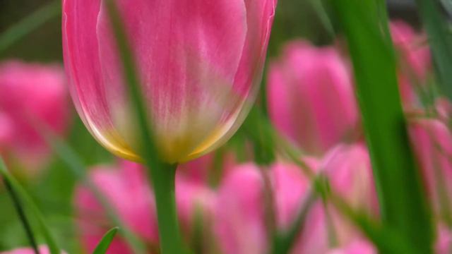 Meditative Filme 20: Tulpen смотреть онлайн