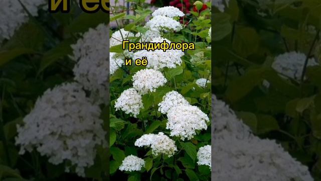 Топ-3 сорта древовидной гортензии, а какой твой любимый сотр? #изгородавдеревню #гортензия смотреть онлайн
