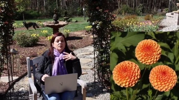 Gorgeous New Dahlias For The Garden | Gardening with Creekside