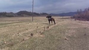 обучение лошади (Алтай)