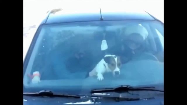 прикольная собака смотреть онлайн