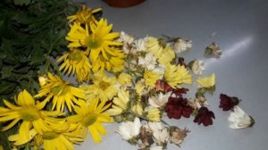 Мультифлора из семян .Размножение хризантемы мультифлоры семенами .