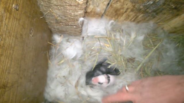 3 окрола 3-х крольчих за один день. + ещё 1. Проверка гнёзд на количество крольчат, их уравнивание. смотреть онлайн