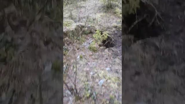 Лайка СПб смотреть онлайн