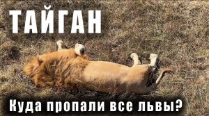 КУДА "ПРОПАЛИ" ВСЕ ЛЬВЫ В ПАРКЕ ЛЬВОВ "ТАЙГАН"? АМУРСКИЕ ТИГРЫ, ВОЛКИ И ДРУГИЕ ЖИВОТНЫЕ. КРЫМ