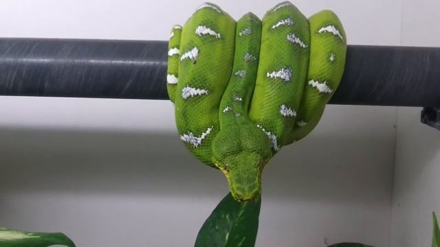 Corallus Caninus RH_CC_01
