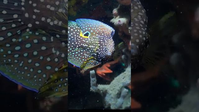 Каллоплезиопс-комета смотреть онлайн