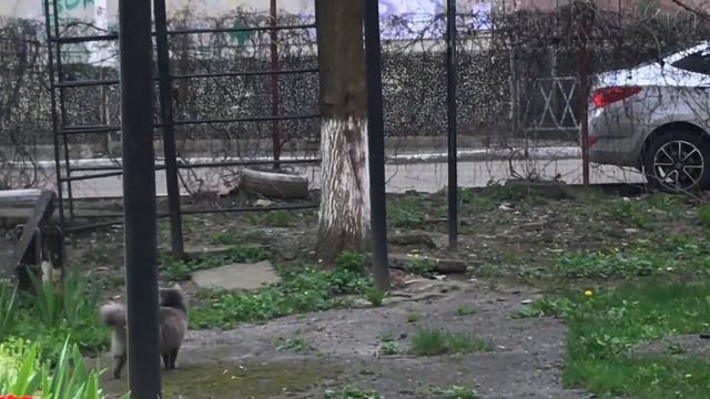 Голландия на Ставропольской смотреть онлайн
