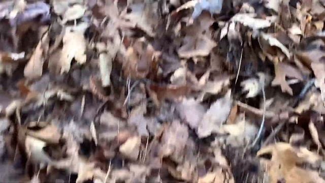 Изучаем язык природы вместе с мастером-полиглотом Олегом смотреть онлайн