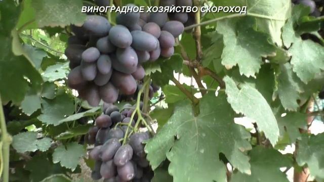 Сорта винограда 2020. Алвика - сыплется и трескается? смотреть онлайн