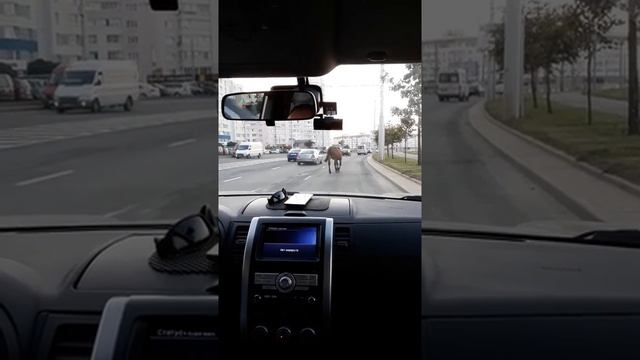 Минск. Лошица. Конь))) смотреть онлайн