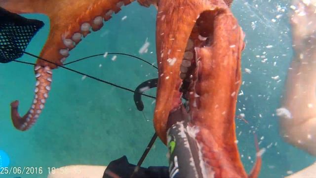 POULPE DE 1,9kg EN ESPAGNE