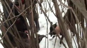 охота с лайками на кабана часть3