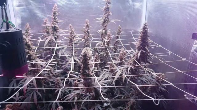 Cherry Bomb Autos (Bomb Seeds) смотреть онлайн
