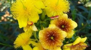 Зверобой кальмианум Джемо (hypericum) ? зверобой Джемо обзор: как сажать саженцы зверобоя Джемо
