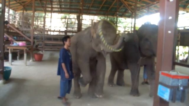 Дрессированные слоны Таиланд смотреть онлайн