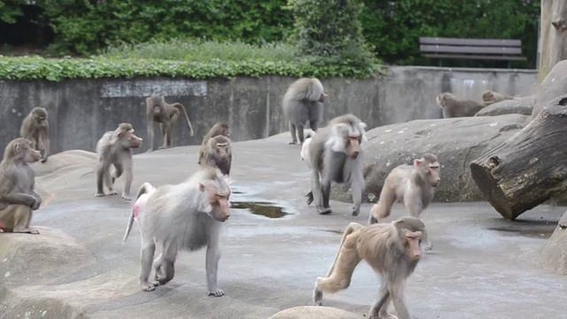 Бабуины в зоопарке во Франкфурте