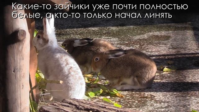 У зайцев-беляков началась осенняя линька! смотреть онлайн