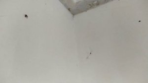 ПОМОГИТЕ!!! КАНАЛИЗАЦИОННАЯ МУХА - БАБОЧНИЦА В КВАРТИРЕ.