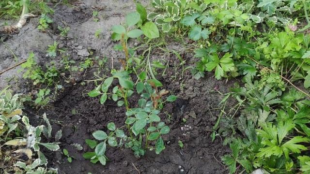 Минусы вегетирующих саженцев ( саженцы зимней окулировки). Это важно знать перед покупкой! смотреть онлайн