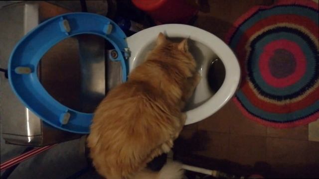 как приучить кота к унитазу (пошаговая инструкция) смотреть онлайн