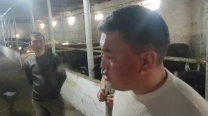 100 га Якин Мол Бокиш ва Янги Биогумус Бизнеси .+998993339616.+998974252065.#chorvachilik #chorva