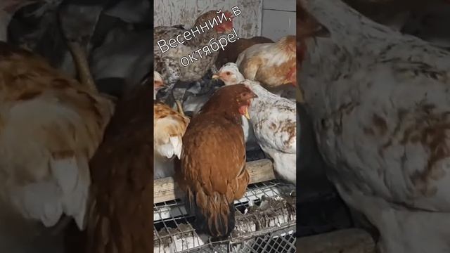 Готовы спать! #курынесушки #куры #chick #петухи #курятник смотреть онлайн