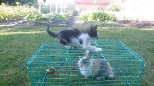 Кролик БАФФИ и ФАНТА СКИТЛС! СПИННЕР кролика БАФФИ ! Коктейли в домашних условиях