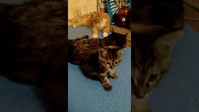 Отдадит котенка девочку ... беспородная ... домашняя ... 2 месяца ... ест все ... ходит в латок ... смотреть онлайн