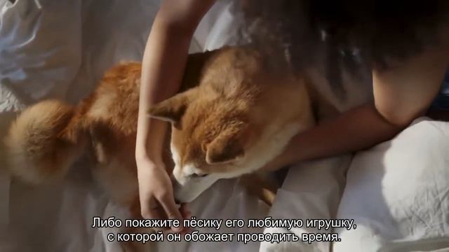 Как отучить собаку бояться гостей и людей на улице? смотреть онлайн