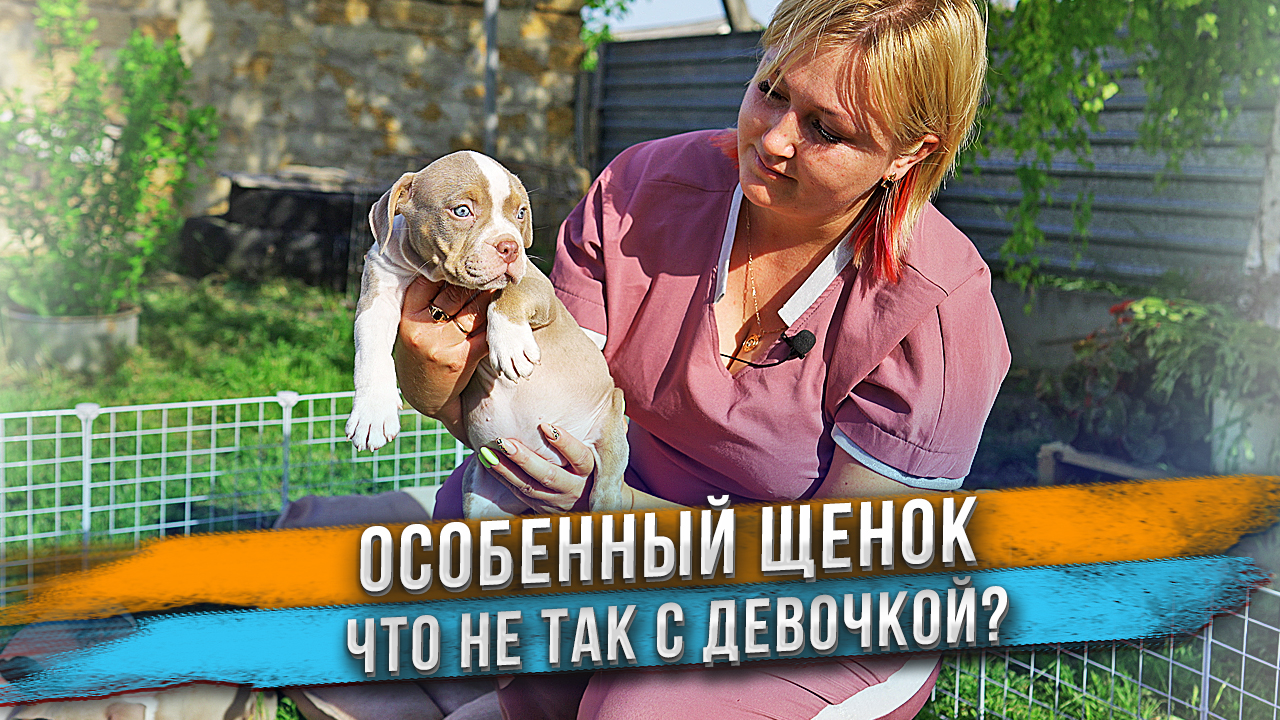 Щенок с недостатком. Что не так? Секретные щенки от Сильвера! смотреть онлайн