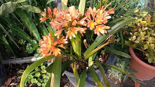 Clivia (Clivia miniata) смотреть онлайн
