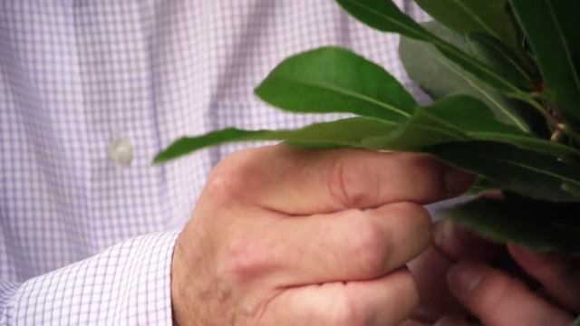 Bay Tree 'Laurus Nobilis' смотреть онлайн