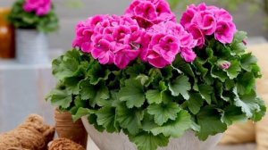 7 растений, которые приносят в дом счастье и благополучие