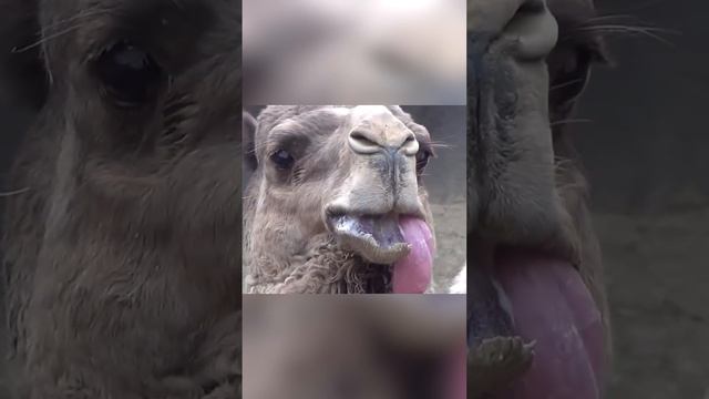 Для верблюда это как хвост для павлина. Дулла смотреть онлайн