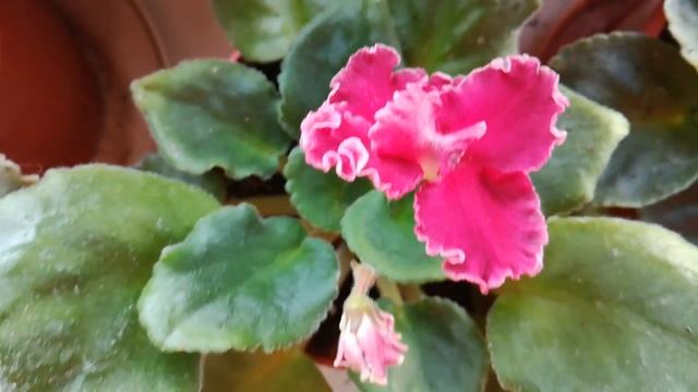 Мои фиалки. Жара в квартире. смотреть онлайн