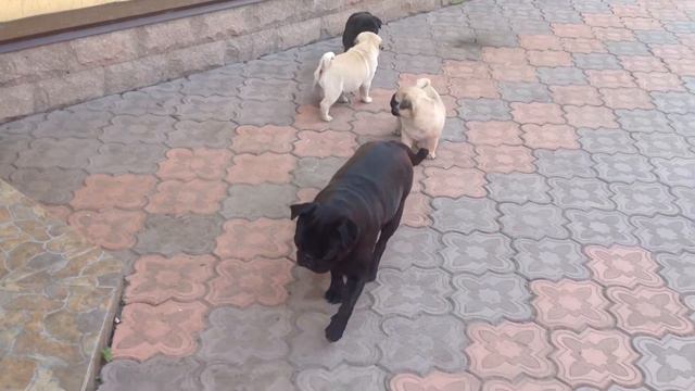Мопсики смотреть онлайн
