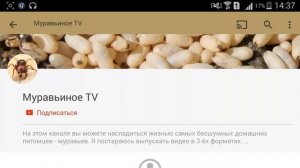 KeeperBlog #1. Знакомство с каналом и моими messor'ами.