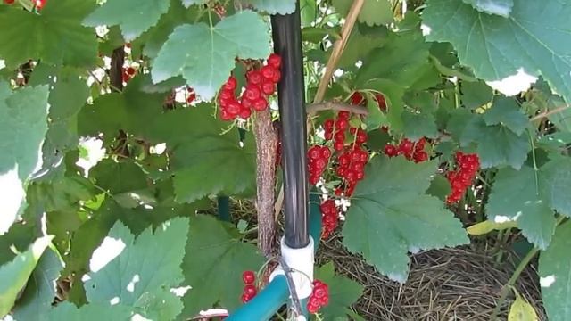 Доделываем кустодержатель для смородины... смотреть онлайн