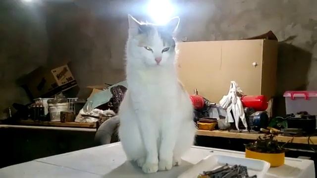 Рождество, чтобы вкусно поесть (08.01.2019) смотреть онлайн