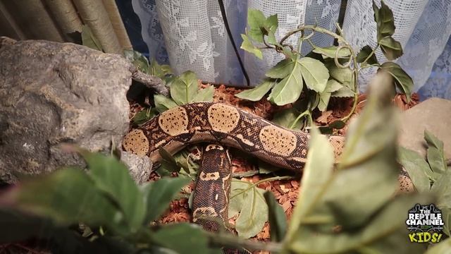 Why snakes make great pets for kids! смотреть онлайн