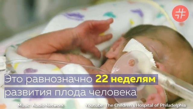 Эмбрион ягненка в искусственной утробе