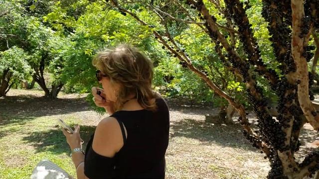 Jabuticaba Orchard In Hidralandia, State Of Goias, Brasil