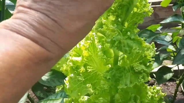 Как получить семена салата? смотреть онлайн