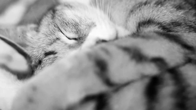 Кошечка спит. (Sleeping Cat) смотреть онлайн